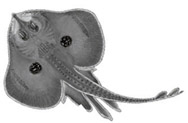 Leucoraja naevus_01.jpg